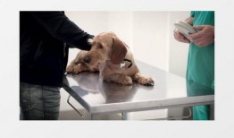 宠物医生爆料视频大全集,视频大全集深度解析